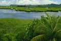 Philippine nature - mangroves