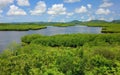 Philippine nature - mangroves