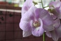 Philippine orchid purple