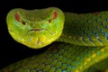 Philippine pit viper Trimeresurus flavomaculatus female