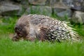 Philippine porcupine, Indonesian porcupine, or Palawan porcupine, Hystrix pumila, animal in the nature habitat. Mammal in grass. A