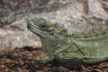 Philippine sailfin lizard