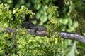 Philippine sailfin lizard or Hydrosaurus pustulatus observed in Waigeo in West Papua, Indonesia Royalty Free Stock Photo