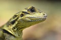 Philippine sailfin lizard Hydrosaurus pustulatus. Royalty Free Stock Photo