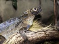 Philippine sailfin lizard, Hydrosaurus pustulatus, is a large agama bound to water Royalty Free Stock Photo