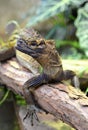 Philippine sailfin lizard Hydrosaurus pustulatus. Royalty Free Stock Photo