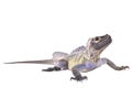 Philippine sailfin lizard, Hydrosaurus pustulatus Royalty Free Stock Photo