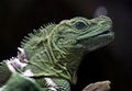 Philippine sailfin lizard 1 Royalty Free Stock Photo