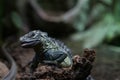 Philippine sailfin lizard, Philippine sailfin lizard is smiling, photo of lizard on a piece of wood, lizard laughs photo