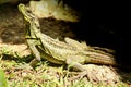 Philippine Sailfin Lizard Royalty Free Stock Photo