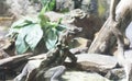 Philippine Sailfin Lizard on a Rock Royalty Free Stock Photo