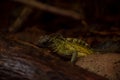 Philippine Sailfin Lizard: a shy and fantastically coloured Lizard