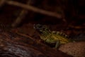 Philippine Sailfin Lizard: a shy and fantastically coloured Lizard