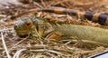 Philippine sailfin lizard in Tabernas desert, Andalusia, Spain Royalty Free Stock Photo