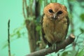 Philippine scops owl