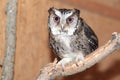 Philippine scops owl Royalty Free Stock Photo