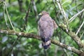 The Philippine serpent eagle is an eagle found in the major islands of the Philippines Royalty Free Stock Photo