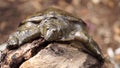 Philippine soft shelled taxonomic family turtle Trionychidae on rotting wood.