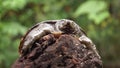 Philippine soft shelled taxonomic family turtle Trionychidae on rotting wood.