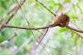 Philippine tarsier Royalty Free Stock Photo