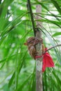 Philippine tarsier on a branch Royalty Free Stock Photo