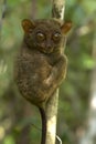 Philippine tarsier Royalty Free Stock Photo