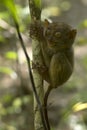 Philippine tarsier Royalty Free Stock Photo