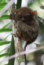 Tarsier On a Tree in Bohol Philippines