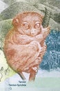 Philippine tarsier a portrait from money Royalty Free Stock Photo