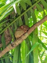 Philippine tarsier sleeping on the tree. Royalty Free Stock Photo