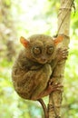 Philippine tarsier Royalty Free Stock Photo