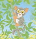 Philippine tarsier on a tropical tree