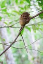 Philippine tarsier in the woods Royalty Free Stock Photo