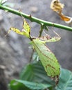 Philippine Walking Leaf , Phyllium philippinicum Royalty Free Stock Photo