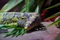 Philippine water monitor on leaves and stone