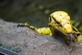 Philippine water monitor