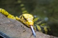 Philippine water monitor