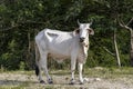 Philippine white cow is grazing near the road!