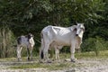 Filipino white cow with a small calf!