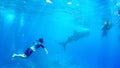 Philippines cebu snorkeling free diving watch the whaleshark Royalty Free Stock Photo