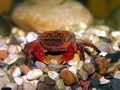 Philippines Crimson Crab Royalty Free Stock Photo