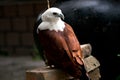 Philippines eagle in Pinatubo