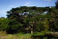 Philippines jungle tree