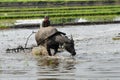 Philippines, Mindanao, Farmer and Carabao