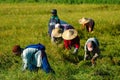 Philippines, Mindanao, Harvesting Rice