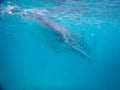 Philippines, oslob whale sharks