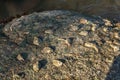 Philippines. Petrified mollusks on a stone.