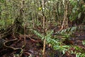 Philippines rainforest flora