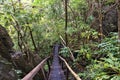 Philippines rainforest trail