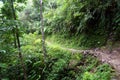 Philippines rainforest trail